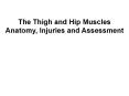 The Thigh and Hip Muscles PowerPoint PPT Presentation