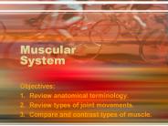 Muscular System