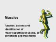 Muscles PowerPoint PPT Presentation