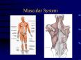 Muscular System PowerPoint PPT Presentation