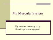 My Muscular System