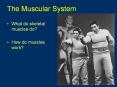 The Muscular System PowerPoint PPT Presentation