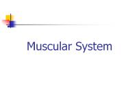 Muscular System