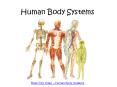 Human Body Systems PowerPoint PPT Presentation