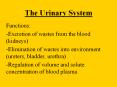 The Urinary System PowerPoint PPT Presentation