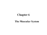 The Muscular System