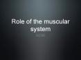 Role of the muscular system PowerPoint PPT Presentation
