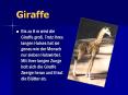 Giraffe PowerPoint PPT Presentation