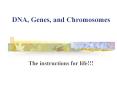 DNA, Genes, and Chromosomes PowerPoint PPT Presentation