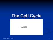 The Cell Cycle