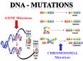 DNA - MUtations PowerPoint PPT Presentation