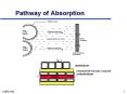 Pathway of Absorption PowerPoint PPT Presentation