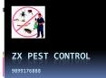 Pest control ghaziabad- 20% off on best deals
