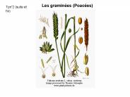 Les gramin