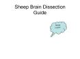 Sheep Brain Dissection Guide PowerPoint PPT Presentation