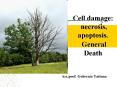 Cell damage: necrosis, apoptosis. General Death PowerPoint PPT Presentation