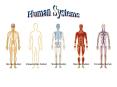 Chapter 35 The Nervous System PowerPoint PPT Presentation
