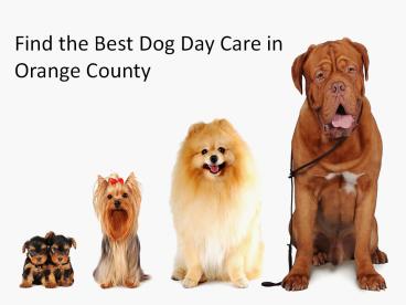 Find the Best Dog Day Care in Orange County