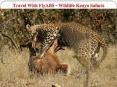 Travel With FlyABS - Wildlife Kenya Safaris PowerPoint PPT Presentation