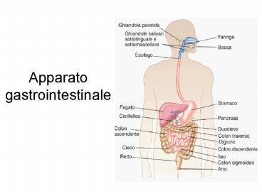 Apparato gastrointestinale