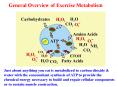 General Overview of Exercise Metabolism PowerPoint PPT Presentation