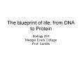 The blueprint of life; from DNA to Protein PowerPoint PPT Presentation
