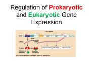 Regulation of Prokaryotic and Eukaryotic Gene Expression