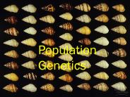 Population%20Genetics