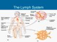 The Lymph System PowerPoint PPT Presentation