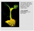This tobacco plant has been genetically altered so that it contains a firefly gene, which makes it glow. PowerPoint PPT Presentation