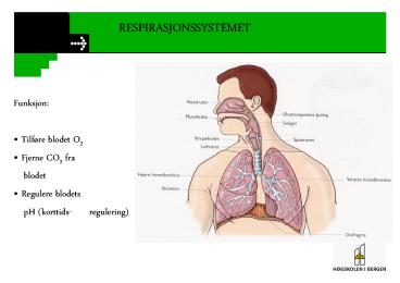 RESPIRASJONSSYSTEMET