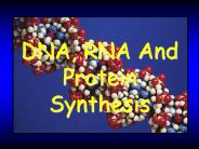 Nucleic Acids and Protein Synthesis