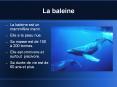 La baleine PowerPoint PPT Presentation