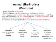 Animal Like-Protista (Protozoa)