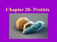 Chapter 20- Protists PowerPoint PPT Presentation