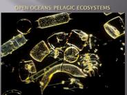 Open Oceans: Pelagic Ecosystems