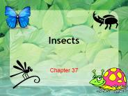Insects