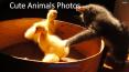 Cute Animals Pictures PowerPoint PPT Presentation