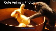 Cute Animals Pictures