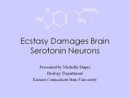 Ecstasy Damages Brain Serotonin Neurons