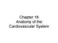 Chapter 18 Anatomy of the Cardiovascular System PowerPoint PPT Presentation