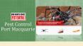 Pest control Port Macquarie PowerPoint PPT Presentation