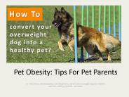 Bring your fat dog back in shape