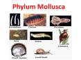 Phylum Mollusca PowerPoint PPT Presentation