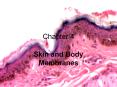 Skin and Body Membranes PowerPoint PPT Presentation