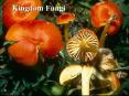 Kingdom Fungi PowerPoint PPT Presentation