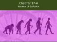 Patterns of Evolution PowerPoint PPT Presentation