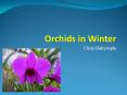 Orchids in Winter PowerPoint PPT Presentation