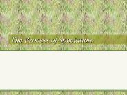 The%20Process%20of%20Speciation