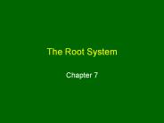 The Root System